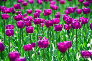 春之使者 郁金香，機(jī)械鏡頭下的生命禮贊